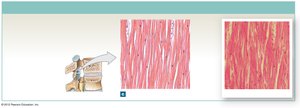 Elastic fibers in elastic ligament