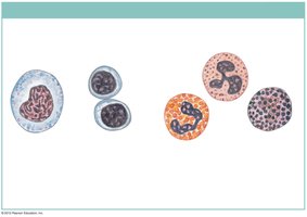 White blood cells: eosinophil, neutrophil, basophil