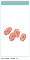 Platelets in blood