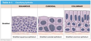 Table showing stratified squamous, cuboidal, and columnar epithelia