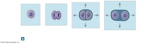 Cartilage structure with lacuna, chondrocyte, and matrix