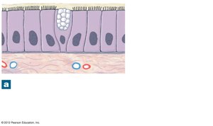 Mucous membrane with epithelium and lamina propria