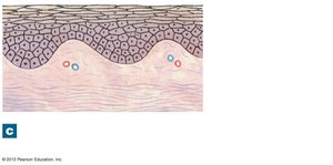 Cutaneous membrane with epithelium and connective tissue