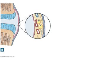 Synovial membrane in joint capsule