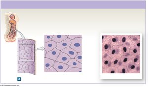 Simple squamous epithelium in body cavities and blood vessels