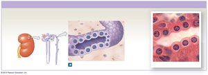 Simple cuboidal epithelium in kidney tubules