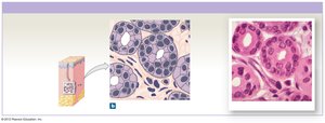 Stratified cuboidal epithelium in gland ducts