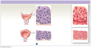Transitional epithelium in the urinary bladder