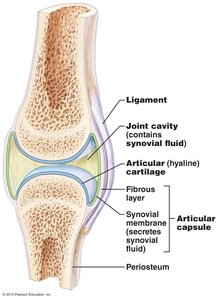 Structure of a synovial joint