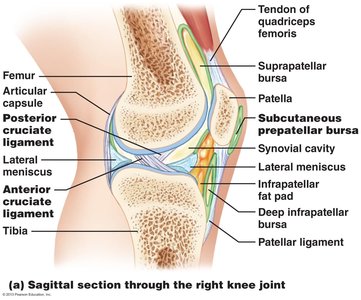 Sagittal section of knee joint