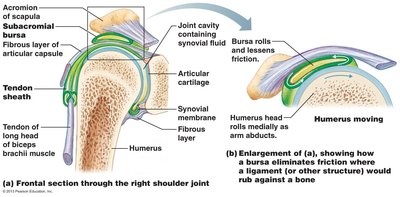 Bursa and tendon sheath in shoulder joint