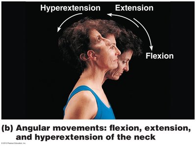 Angular movements: flexion, extension, hyperextension