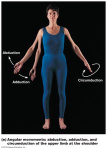 Angular movements: abduction, adduction, circumduction