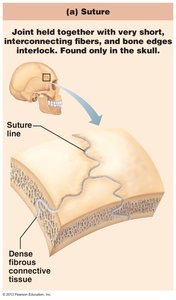 Suture joint in the skull
