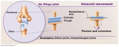 Condylar joint diagram