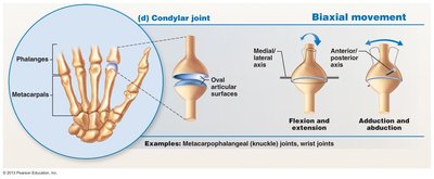 Ball-and-socket joint diagram