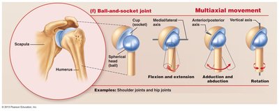 Anterior view of flexed knee showing ligaments