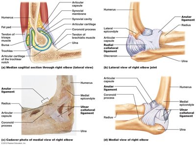 Hip joint anatomy
