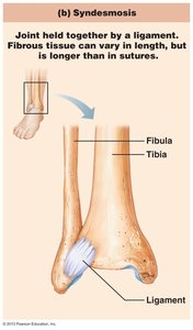 Syndesmosis joint between tibia and fibula
