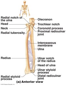 Anatomy of radius and ulna showing interosseous membrane