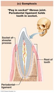 Gomphosis joint of tooth in socket