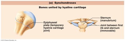 Synchondroses joints: epiphyseal plate and sternum