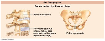 Symphysis joints: pubic symphysis and intervertebral disc