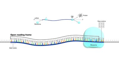 Anatomy & Physiology Genome Annotation Study Guide | Notes