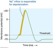 Sodium ion inflow and depolarization