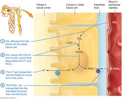 Secretion of hydrogen ions in the distal tubule and collecting system