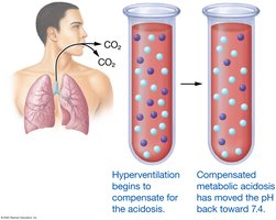 Respiratory compensation for metabolic acidosis