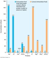 Solute composition of extracellular fluid and cytosol