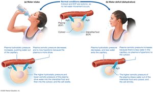 Fluid movements between compartments
