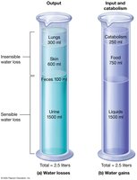 Water losses and gains