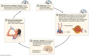 Control of thirst response due to decreased plasma volume