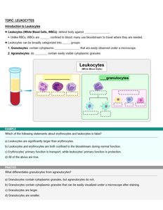 Leukocyte types: granulocytes and agranulocytes
