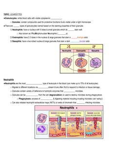 Granulocyte types and features