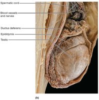 Structure of the testis (dissection)
