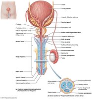 Male reproductive structures