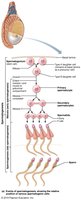 Spermatogenesis: mitosis and meiosis