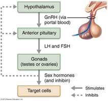 Basic pattern of interactions along the hypothalamic-pituitary-gonadal (HPG) axis