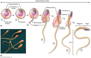Spermiogenesis: transformation of a spermatid into a functional sperm