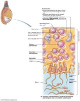 Spermatogenesis: histological section