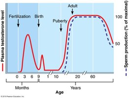 Plasma testosterone and sperm production levels versus age in males