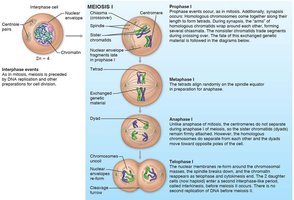 Meiosis I: Prophase, Metaphase, Anaphase, Telophase
