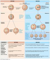 Comparison of mitosis and meiosis