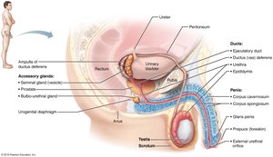 Reproductive organs of the male, sagittal view