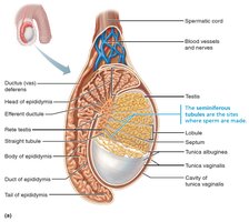 Structure of the testis