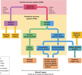 Diagram of CNS and PNS divisions and pathways
