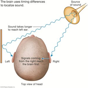 Sound localization by timing differences